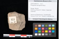 Foto (Objekt + Etikett) von Phragmites oeningensis Braun (NHMW-GEO-2024-0188-0373)